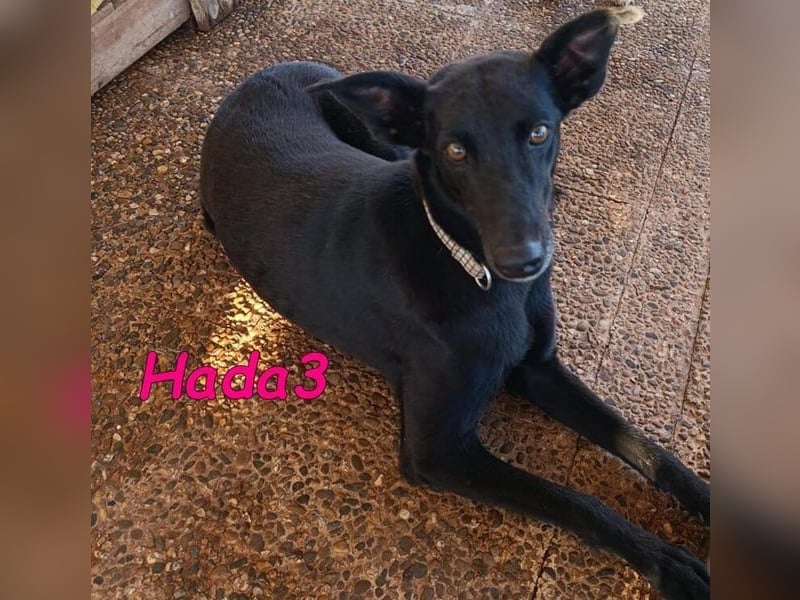 Hada3 geb. 05/2019 (ESP) - zuneigungsvolle und anhängliche Galgo-Mix Hündin!
