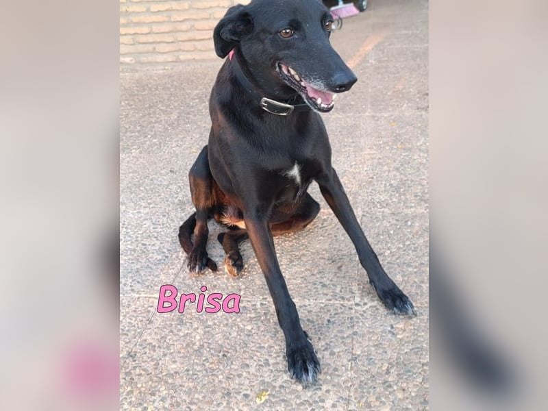 Brisa geb. 05/2019 (ESP) - anhängliche und liebevolle Galgo-Mix Hündin!