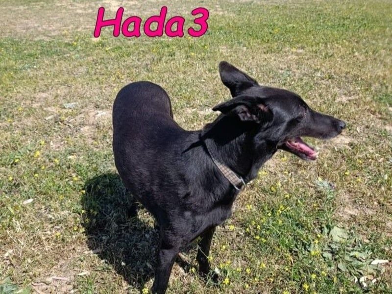 Hada3 geb. 05/2019 (ESP) - zuneigungsvolle und anhängliche Galgo-Mix Hündin!
