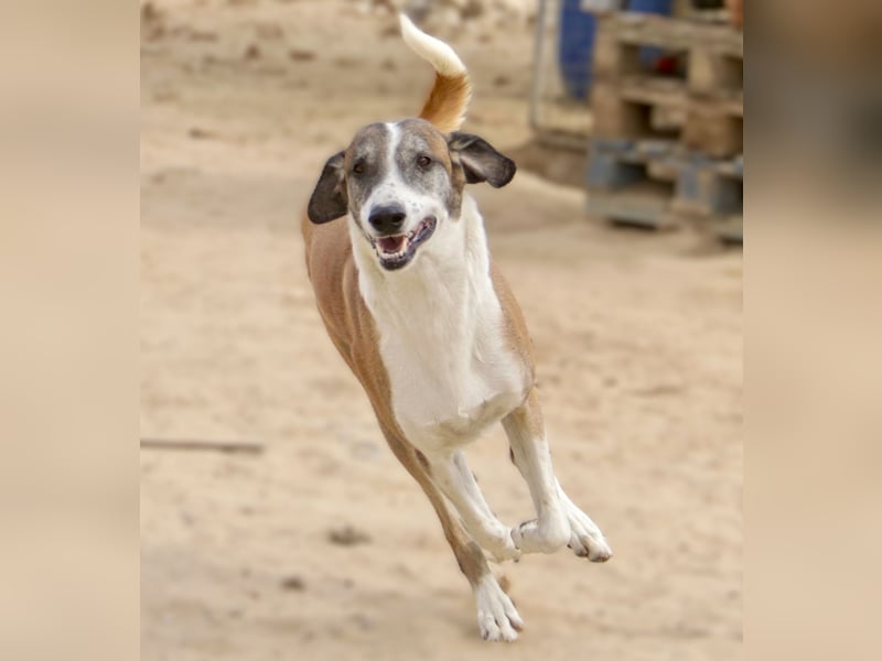 *Mr Park* | Ein besonderer Name *|* Für einen besonderen Hund |