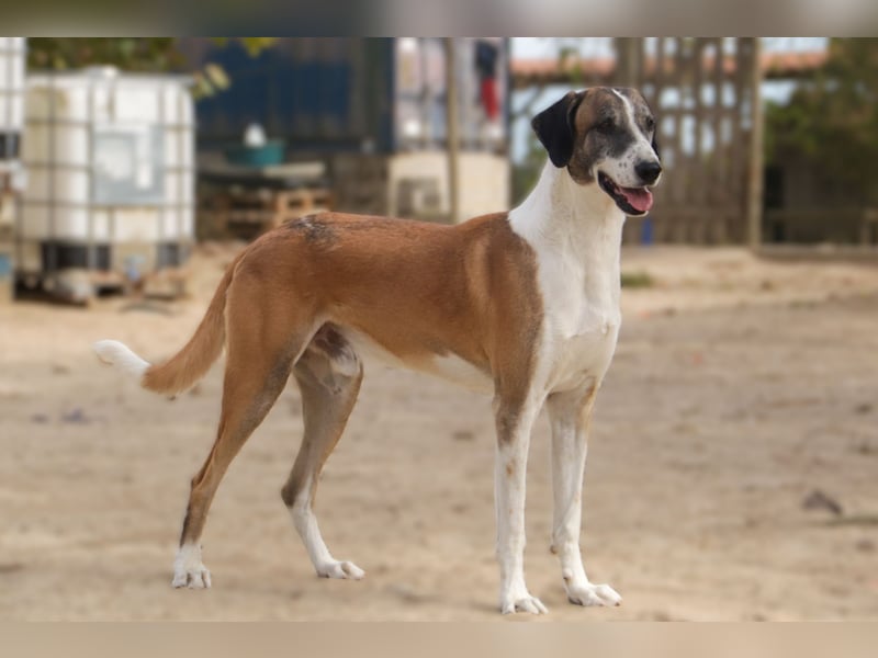 *Mr Park* | Ein besonderer Name *|* Für einen besonderen Hund |