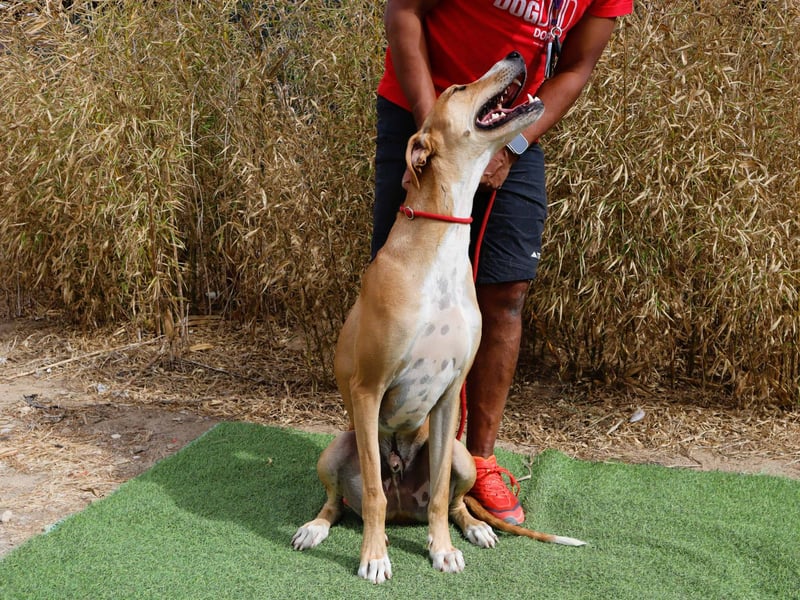 ✴️ ENZO ✴️  hatte mal ein Zuhause…