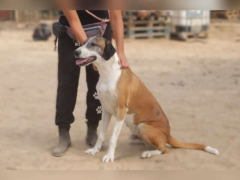 *Mr Park* | Ein besonderer Name *|* Für einen besonderen Hund |