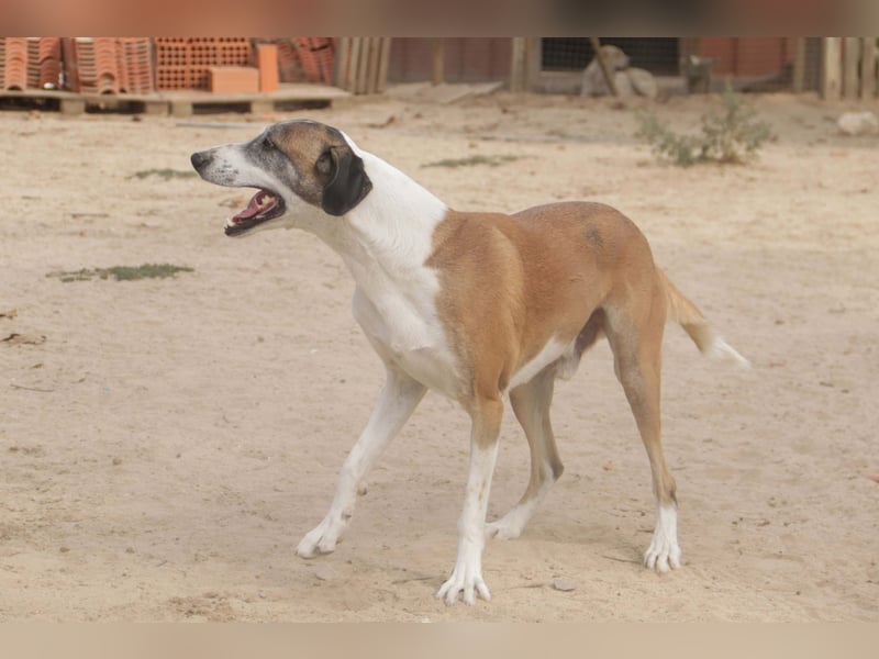 *Mr Park* | Ein besonderer Name *|* Für einen besonderen Hund |