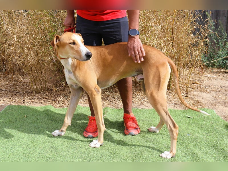 ✴️ ENZO ✴️  hatte mal ein Zuhause…