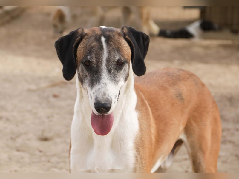 *Mr Park* | Ein besonderer Name *|* Für einen besonderen Hund |