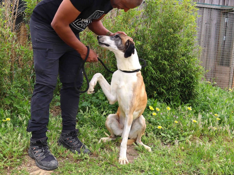 *Mr Park* | Ein besonderer Name *|* Für einen besonderen Hund |