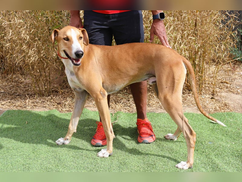 ✴️ ENZO ✴️  hatte mal ein Zuhause…