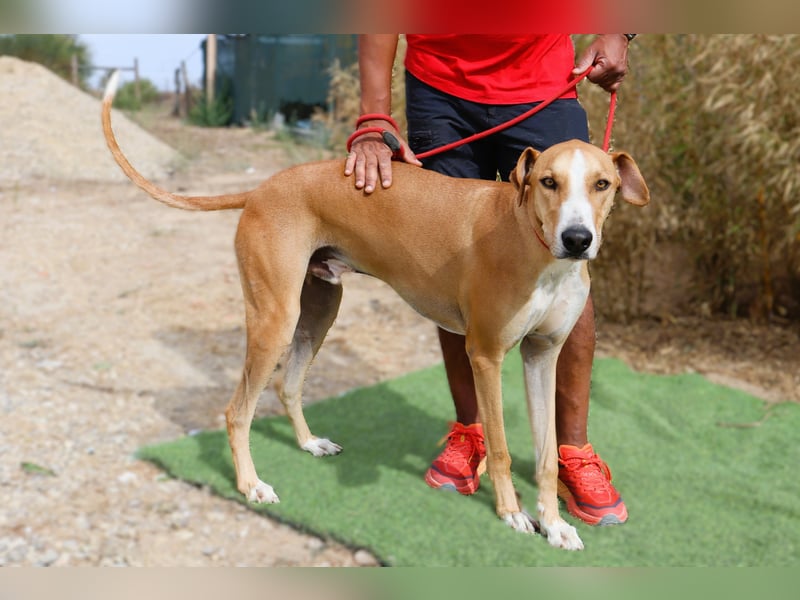 ✴️ ENZO ✴️  hatte mal ein Zuhause…