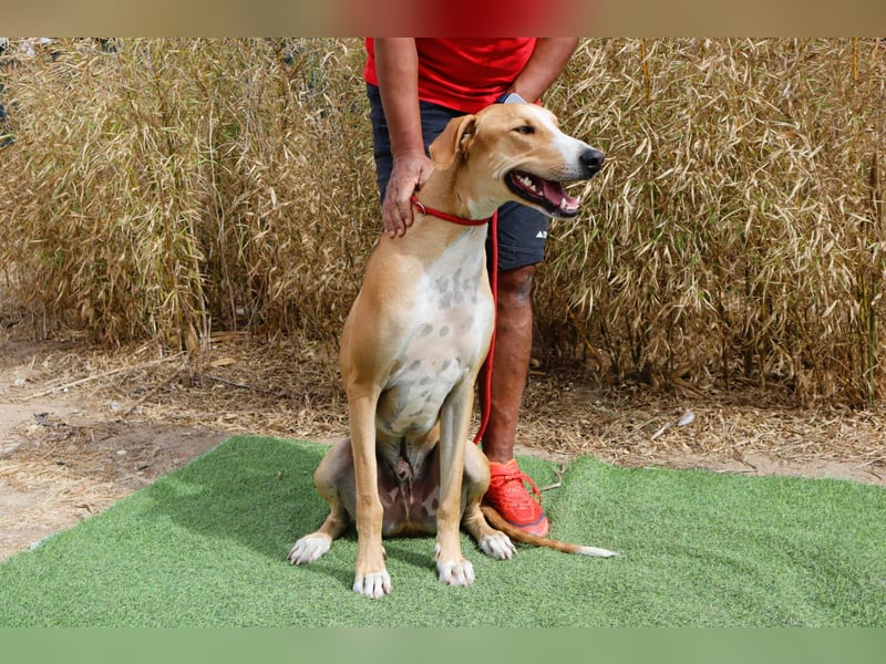 ✴️ ENZO ✴️  hatte mal ein Zuhause…