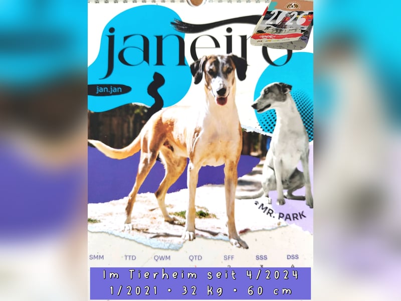 *Mr Park* | Ein besonderer Name *|* Für einen besonderen Hund |