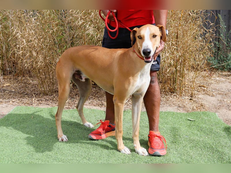 ✴️ ENZO ✴️  hatte mal ein Zuhause…