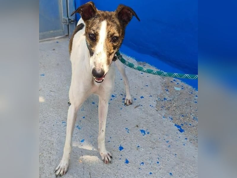 VALENTINA eine reizende junge Galga