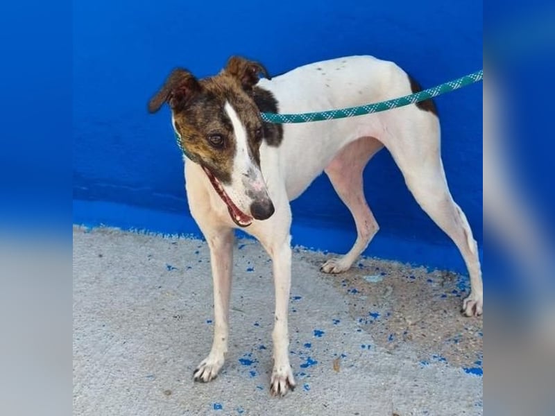 VALENTINA eine reizende junge Galga