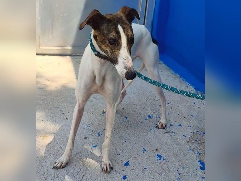 VALENTINA eine reizende junge Galga