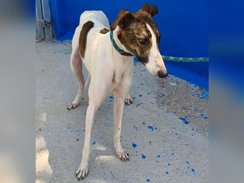 VALENTINA eine reizende junge Galga