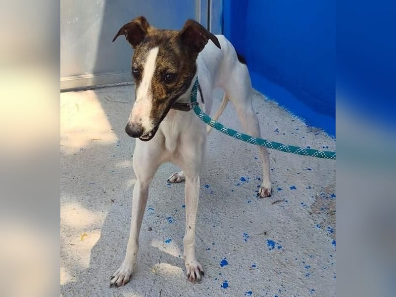 VALENTINA eine reizende junge Galga