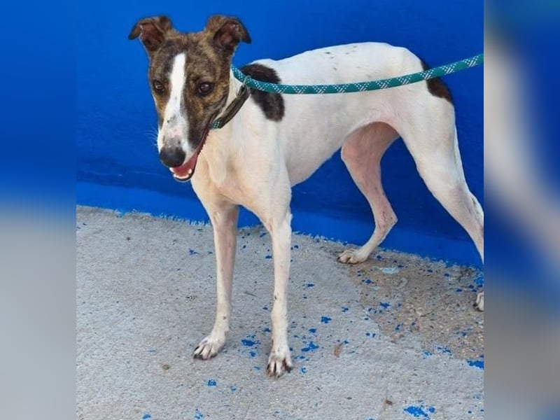 VALENTINA eine reizende junge Galga