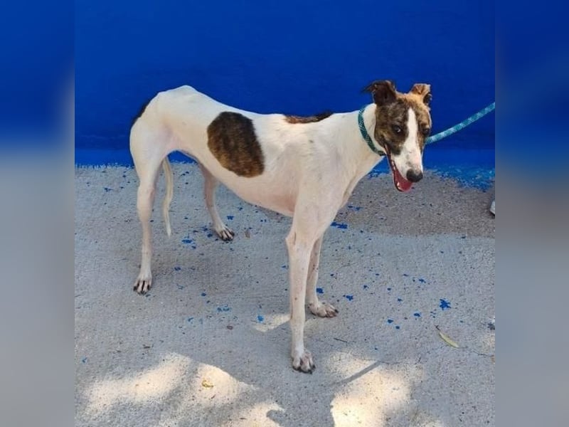 VALENTINA eine reizende junge Galga