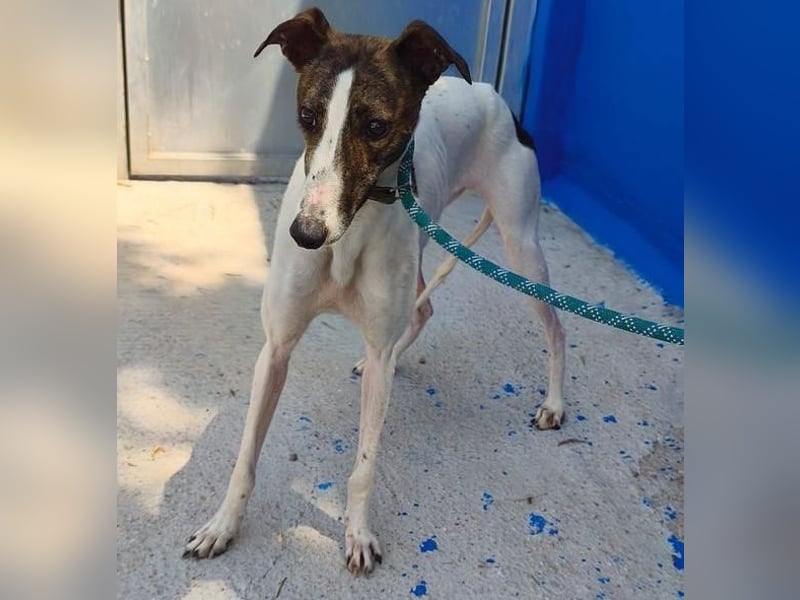 VALENTINA eine reizende junge Galga
