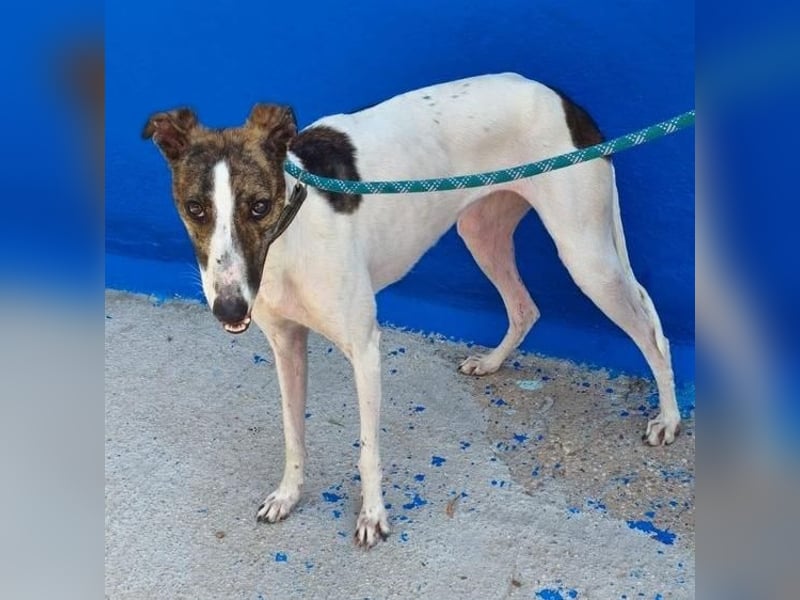 VALENTINA eine reizende junge Galga
