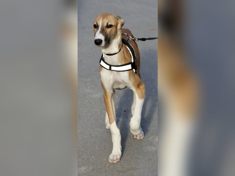 Oreo - jung, lernwillig und verschmust