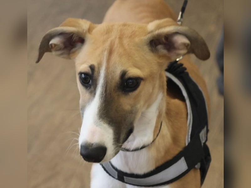 Oreo - jung, lernwillig und verschmust