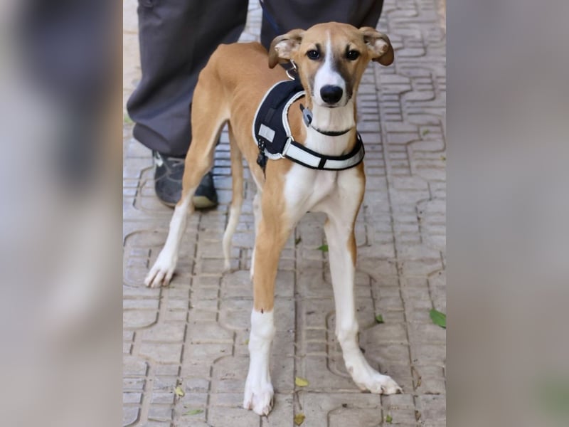 Oreo - jung, lernwillig und verschmust