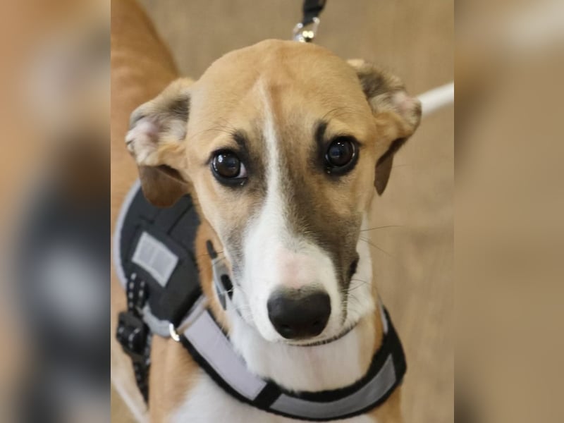 Oreo - jung, lernwillig und verschmust