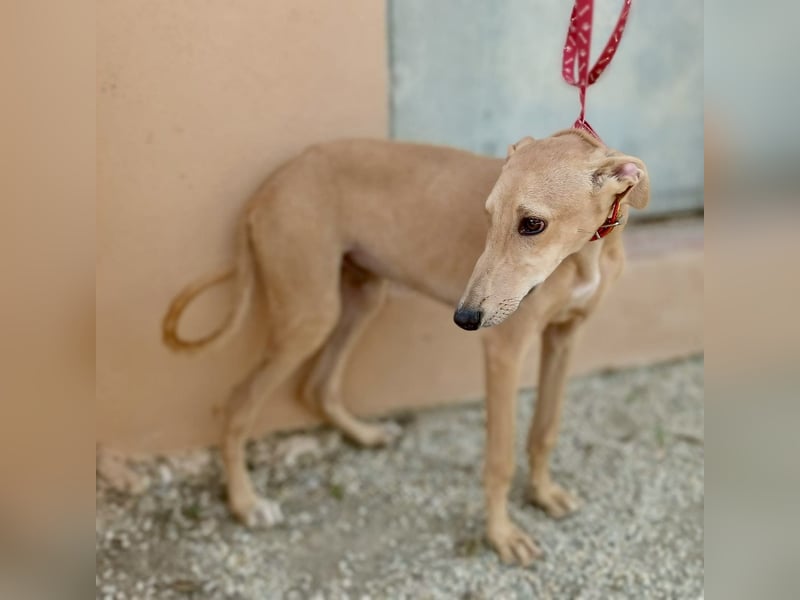 Simba - verspielt, neugierig und lernwillig / BEREITS IN DEUTSCHLAND