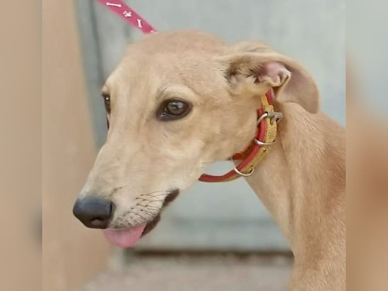 Simba - verspielt, neugierig und lernwillig / BEREITS IN DEUTSCHLAND