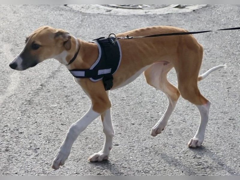 Oreo - jung, lernwillig und verschmust