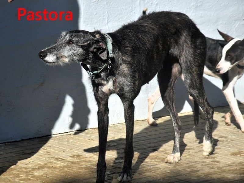 Pastora geb. 06/2021 (in Deutschland) - liebevolle und verschmuste, rauhaarige Traum-Galga!