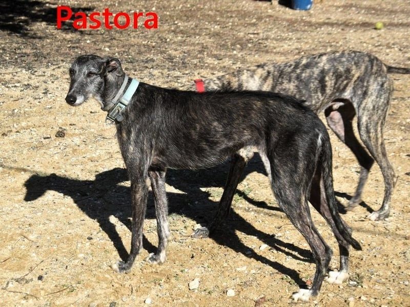Pastora geb. 06/2021 (in Deutschland) - liebevolle und verschmuste, rauhaarige Traum-Galga!
