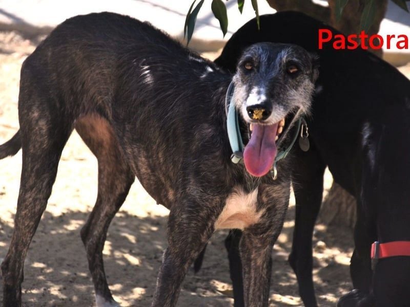 Pastora geb. 06/2021 (in Deutschland) - liebevolle und verschmuste, rauhaarige Traum-Galga!