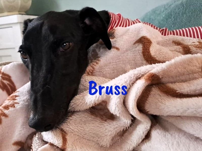 Bruss geb. 01/2023 (in Deutschland) - sanfter Traumgalgo!