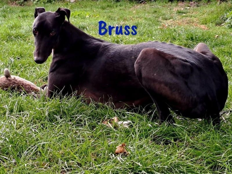Bruss geb. 01/2023 (in Deutschland) - wunderschöner, sanfter Traumgalgo!