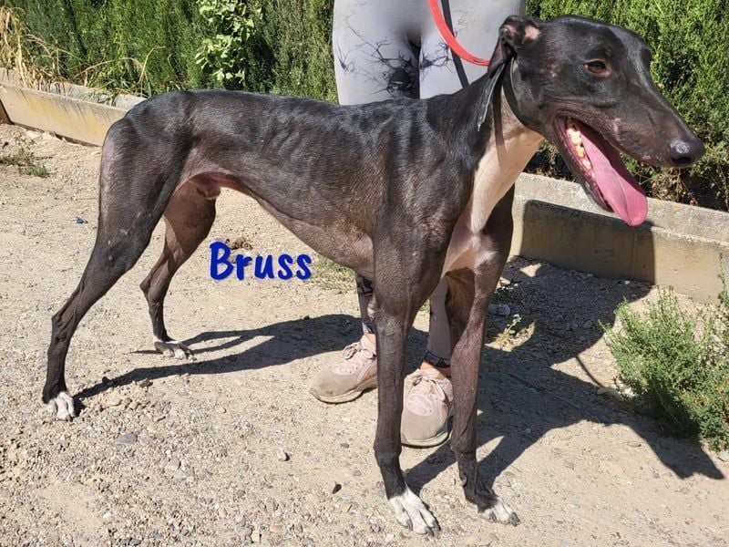 Bruss geb. 01/2023 (in Deutschland) - wunderschöner, sanfter Traumgalgo!