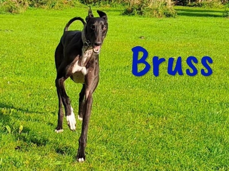 Bruss geb. 01/2023 (in Deutschland) - wunderschöner, sanfter Traumgalgo!