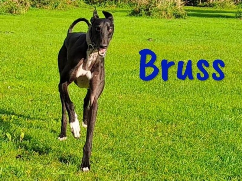 Bruss geb. 01/2023 (in Deutschland) - sanfter Traumgalgo!