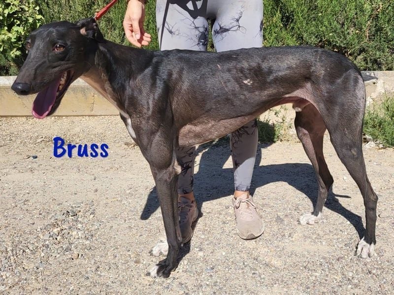 Bruss geb. 01/2023 (in Deutschland) - wunderschöner, sanfter Traumgalgo!