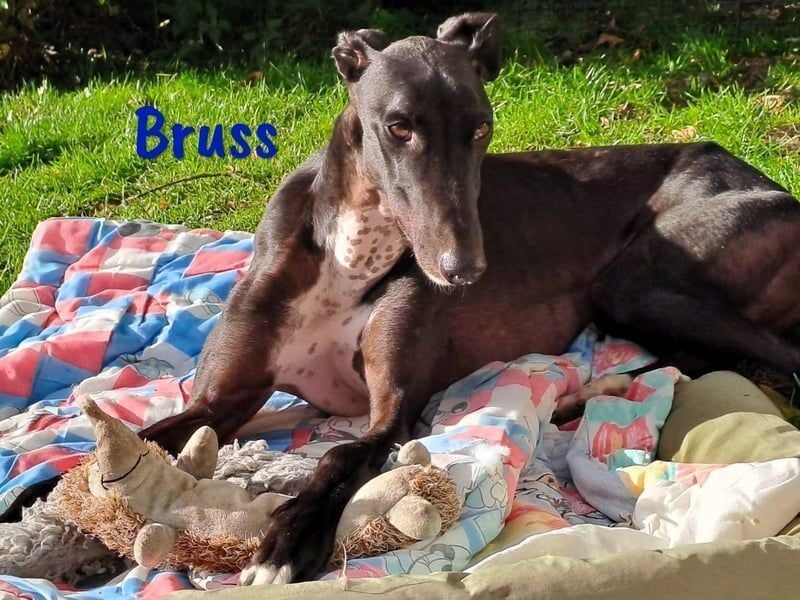Bruss geb. 01/2023 (in Deutschland) - wunderschöner, sanfter Traumgalgo!