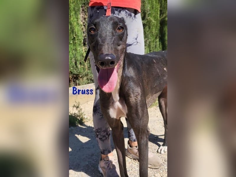 Bruss geb. 01/2023 (in Deutschland) - wunderschöner, sanfter Traumgalgo!