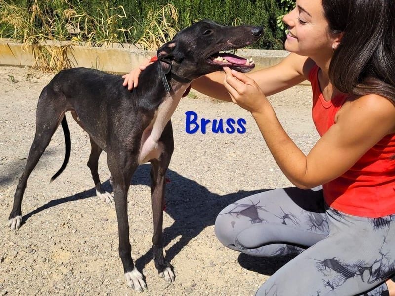Bruss geb. 01/2023 (in Deutschland) - wunderschöner, sanfter Traumgalgo!