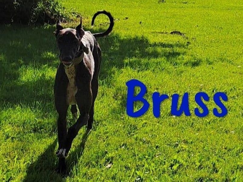 Bruss geb. 01/2023 (in Deutschland) - wunderschöner, sanfter Traumgalgo!
