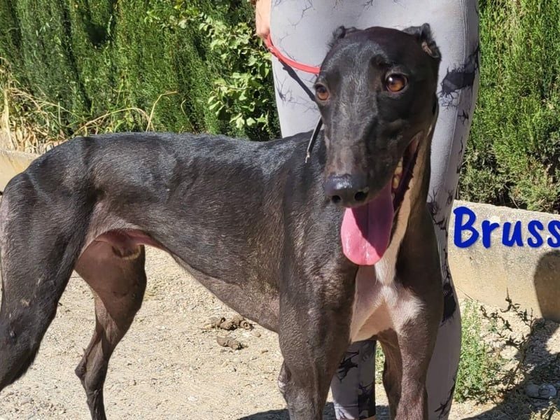 Bruss geb. 01/2023 (in Deutschland) - sanfter Traumgalgo!