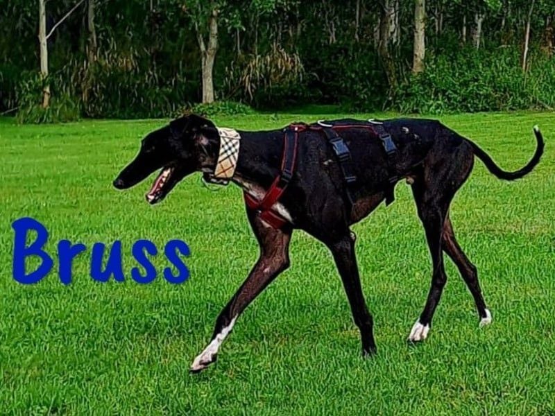 Bruss geb. 01/2023 (in Deutschland) - wunderschöner, sanfter Traumgalgo!