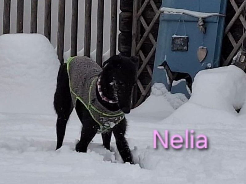 Nelia geb. 02/2025 (in Deutschland) -  neugieriges, verspieltes und fröhliches Galgo Mädchen!
