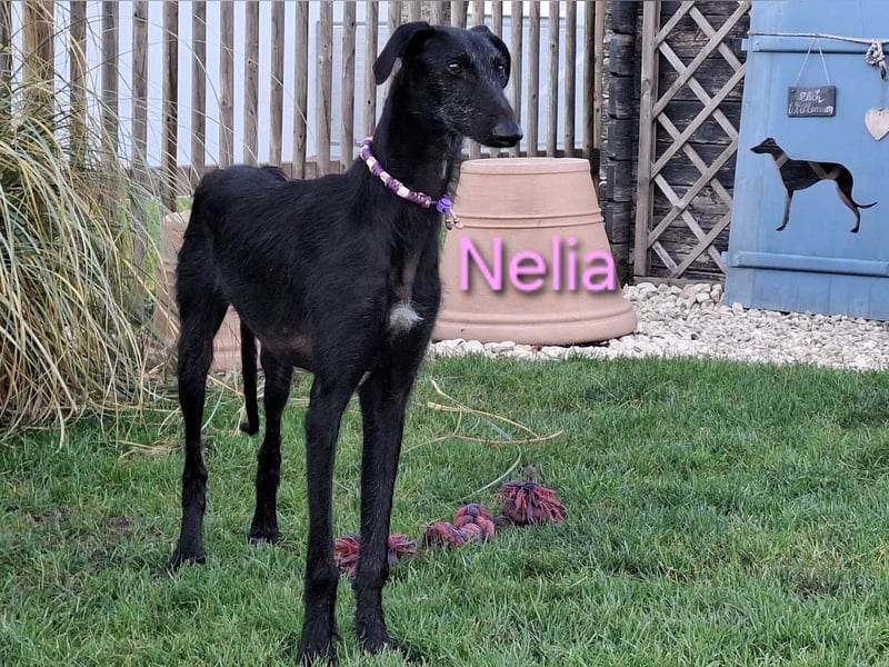 Nelia geb. 02/2025 (in Deutschland) -  neugieriges, verspieltes und fröhliches Galgo Mädchen!