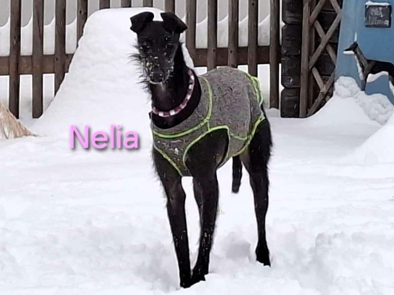 Nelia geb. 02/2025 (in Deutschland) -  neugieriges, verspieltes und fröhliches Galgo Mädchen!